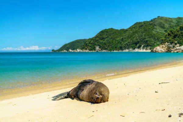 Abel Tasman National Park - tulene