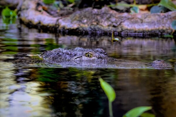 Rieka Daintree River