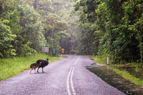 Daintree NP