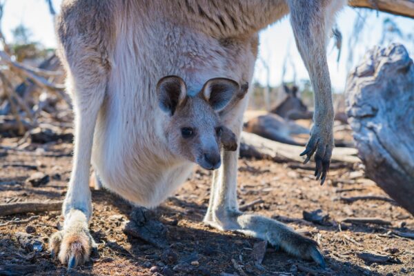 Australia Zoo