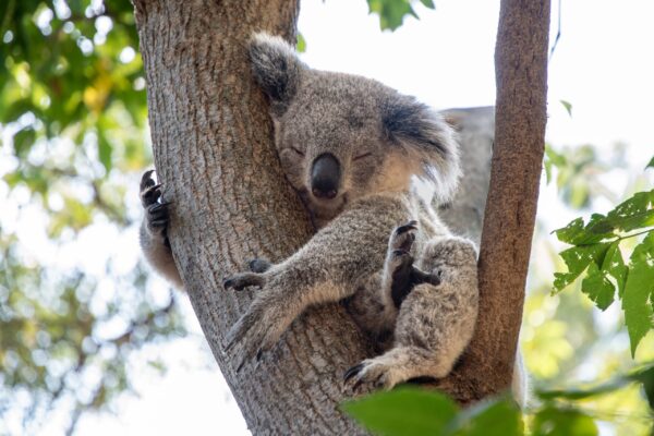 Magnetic Island