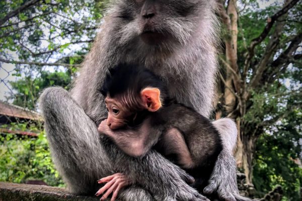 Monkey Forest Ubud a.k.a. selfie s opicami